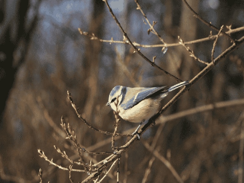 张柏芝做的试管（绵阳试管养囊）